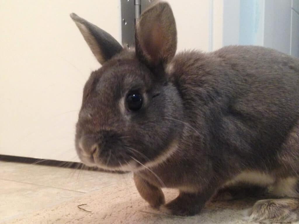 A super cute dark coloured bunny on a carpet
