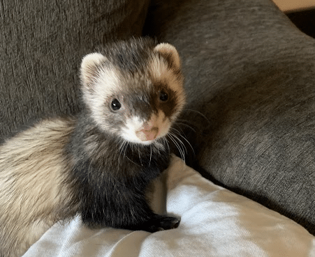 An adorable and sneaky ferret standing on a couch